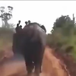 Videos of elephants attacking humans Join my group :👉👉👉 Animals Kingdom 👈👈👈 Thank you so much 😍 | Elephant World