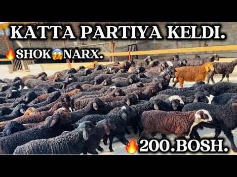 😱 200. Bosh KATTA PARTIYA KELDI 🔥 3.2 ming DAN 70-80 KLO QURVONLIKKA TAYYORLI