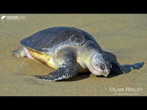 Identifying Sea Turtles Species