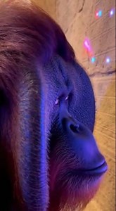 Orangutans Are About to Outsmart You