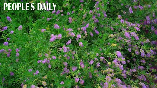 17K views · 100 reactions | Over 42,000 mu (about 2,800 hectares) of alfalfa grass are being harvested and dried at a plantation base in Jinta County, northwest China's Gansu Province. The alfalfa grass is generally used as feed for cattle and sheep. #ChinaAgriculture | People's Daily, China | Facebook