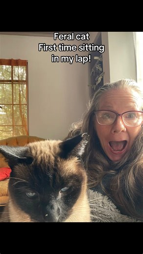 2 Milestone! Feral cat sitting in my lap for the first time! Then accepts pets on head for first time! #Cat #feralcat #siamese #catoftheday #catsofinstagram | Sandi Thompson