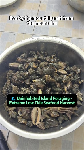 🌊 Uninhabited Island Foraging - Extreme Low Tide Seafood Harvest Living by the sea means eating from the sea. Today I take you deep into a real uninhabited island beach foraging adventure, showing exactly what kind of seafood nature offers during an extreme low tide. This isn't staged - this is raw coastal life, just like what people experience on Florida beaches, Hawaii shorelines, or rocky California coasts. As the tide drops, the rocks reveal a hidden world: yellow-mouth spicy sea snails, pi