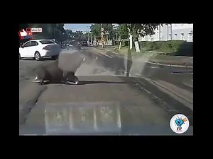 Wild Animals vs Cars | Animals hit by cars ACCIDENTS