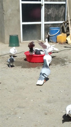 “The pigeons are swimming gracefully in the water.” 🕊️💧