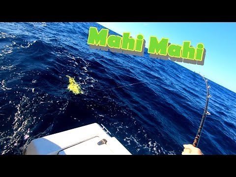 How to troll for Mahi without outriggers in a small boat