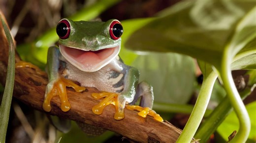 5 smiling animals who will brighten your day