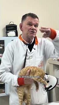 CAT NEUTER: Everything You Need to Know Before Taking Your Pet! CHECK IT OUT NOW