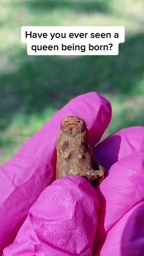 NobleNectarApiaries on TikTok