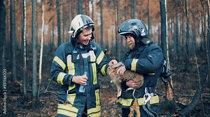 Burnt-out forest with rescue workers petting a wild rabbit