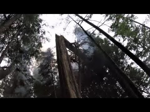 Danger Tree Blasting