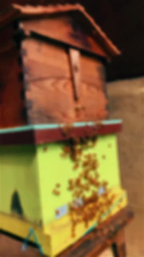 GKG FARM CEBU PH on Instagram: "🐝 European Honey Bee Colonies Available | 5-Framer 🐝 GKG Farm is now offering European Honey Bee (Apis mellifera) 5-frame colonies suitable for beekeepers who already have basic experience and are ready to scale or strengthen their apiary. Each colony is: ✔️ Properly established on 5 frames ✔️ With a laying queen ✔️ Actively building brood and stores ✔️ Managed under practical farm conditions, not rushed production These colonies are ideal for: • Apiary expansio