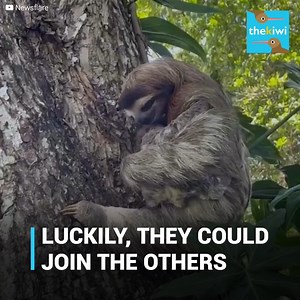 99K views · 1.5K reactions | The pack of wolves had its dinner ready,...