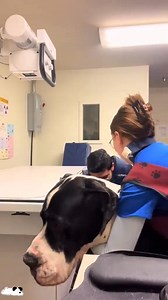 Funny great dane #greatdane #funny #funnyvideos #dog #happy #fyp | Great Dane Family