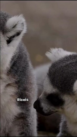 Discover 10 fascinating facts about Madagascar! 🇲🇬