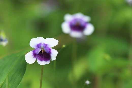 Viola hederacea (Ivy-leaf Violet) Australian Native Plant Profile — Whipbird Environmental