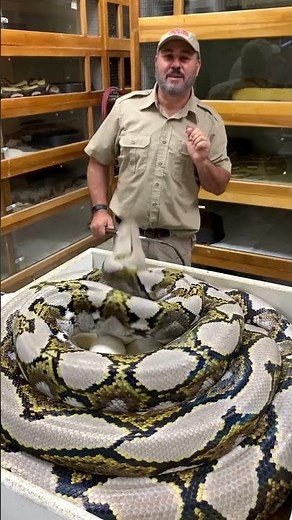 This momma python was not messing around! 🐍😤 She just laid her eggs and is in full protective mode🥚💥