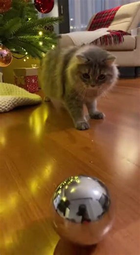 🎄 Cat vs. The Christmas Ornament! He met his reflection and decided it was an alien. That crab walk is everything! 😹🦀 | El Conejo Malo