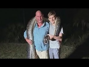 It took 5 men 45-minutes to capture this massive 17-foot, 198-pound Burmese python in Florida