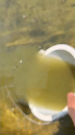 Mass Goldfish Farming: Releasing Fry into Growth Ponds 👀