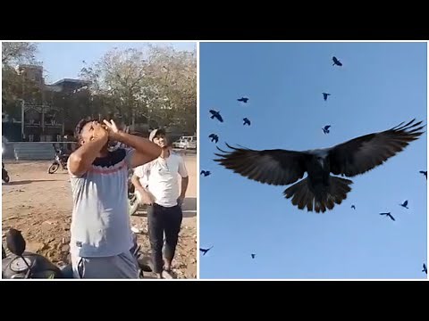 Man calls crows by imitating their sound in viral video