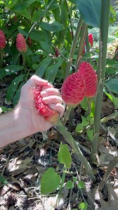 All natural! Shampoo of the woods! Awapuhi is a natural shampoo and antibacterial liquid produced in these red flower cones and they will fix your entire life! #shampooginger #shampoo #NaturalShampoo | James Weston