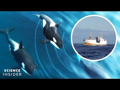 The Invisible Threat Orcas Face In Norway