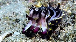 2.9M views · 4.7K reactions | Don’t be fooled by the cuttlefish’s...