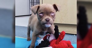 Puppy Who Lost Both Eyes As Result Of Neglect Of Previous Owners Gets Second Chance At Life