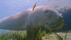 The 'sea cow': Footage of the endangered dugong
