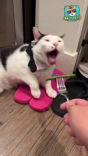 Hilarious Cat Vomiting Moments