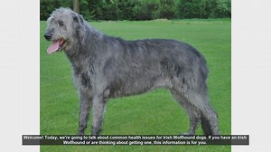 Common Health Issues in Irish Wolfhounds: What You Need to Know