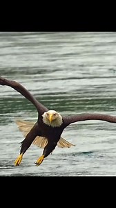 Bald Eagles hunting fish | Philippines Hunters
