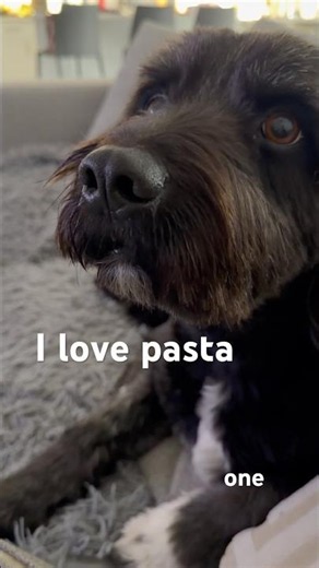 Talking dog wants pasta 🍝