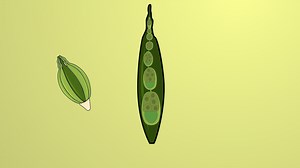 <em>Drosophila melanogaster</em> Ovary Dissection: A Technique for <em>Ex Vivo</em> Tissue Preparation