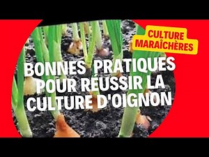 culture de l'oignon :bonnes techniques et pratiques agricoles, pépinières,