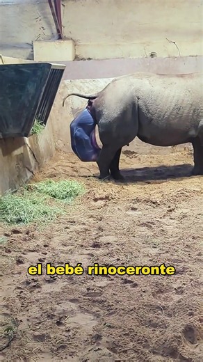 The growth of a baby rhinoceros. #animals #Foryou #Friendship #Us #fyp