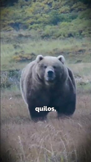 What is the strongest bear in the world?