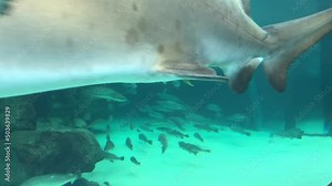 Close view of ragged-tooth shark teeth in an aquarium tank