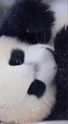 Two Cute Panda Cubs Playing in the Wild #Panda #CuteAnimals #Wildlife