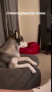 58K views · 668 reactions | His 'bombastic side eye' says everything he feels about the situation! Too funny! | Rumble | Facebook