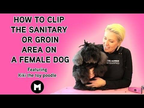 How to clip the sanitary or groin area on a female dog