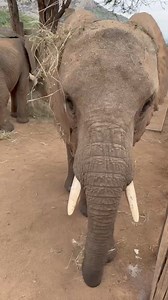 39K views · 1.7K reactions | Reteti firmly believes that snack-time...