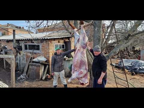 500kg (1100 lb) Buffalo | From Butchering to BBQ