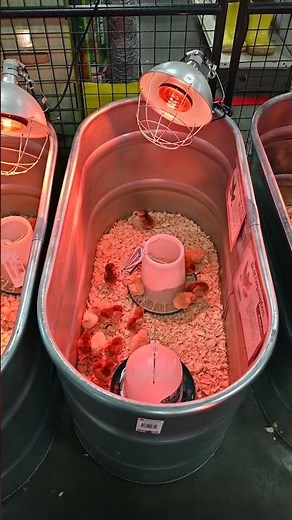 Raising backyards is fun and practical. Tractor Supply can help. #tractorsupply #backyardchickens