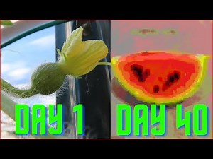 40 Days Watermelon Growing Photo Time lapse (Full Video)