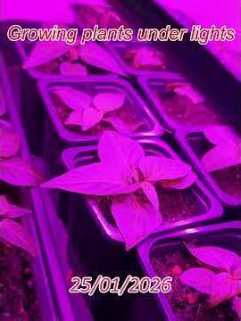 Growing Bangladeshi Naga Chilli in UK Winter 🌶️ | Grow Lights | 4K #shorts