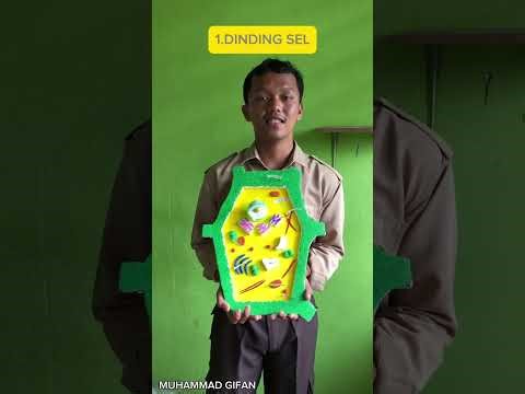 Organel sel tumbuhan dan hewan