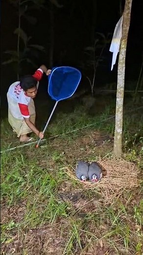 catch two chickens using a net #shortsvideo #animal #video #viral
