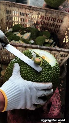 green tropical fruit, identified as a Jackfruit